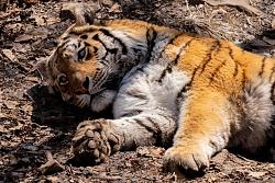 Экскурсионный тур в Приморье «Новый год во Владивостоке» рис.4