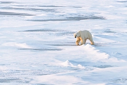Круиз на Северный полюс на ледоколе класса «люкс» Le Commandant Charcot рис.3