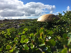 Комбинированный тур  на Кольском полуострове «Путь поморов» рис.2