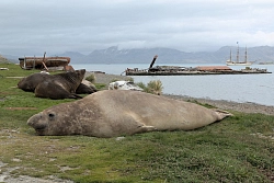 Экспедиционный круиз в Антарктику «Южная Георгия, Фолклендские острова и Антарктический полуостров» на мега-яхте класса «люкс» Le Boréal рис.5
