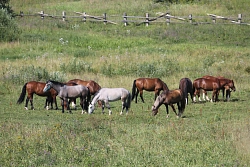 Конный тур в Костромскую область «Выходные в седле» на 3 дня рис.5