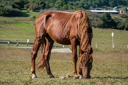 Конный тур на Кавказе «Эко-тропами Теберды» рис.4