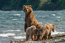 Комбинированный тур на Камчатку «Вулканы и медведи «Люкс» без ночевок в палатках» рис.3