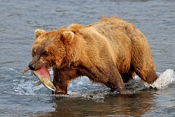 Активно-экскурсионный тур на Камчатку «Камчатка: посещение Курильского озера и эвенов-оленеводов» рис.2