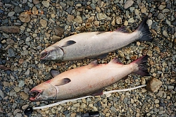 Рыболовный тур в Магаданской области «Морская и речная рыбалка с проживанием на базе отдыха», 7 дней рис.5