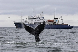 Экспедиционный круиз на Чукотку «Большая Чукотская экспедиция» на судне «Профессор Хромов» рис.4