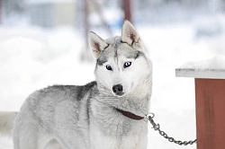 Комбинированный тур в Карелии «Карельский эксклюзив» рис.5