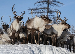 Экспедиционный тур в Якутии «Сияние Арктики» рис.4
