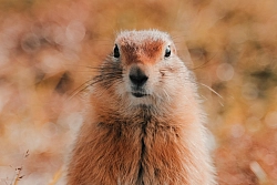 Экспедиционный тур на Чукотку «Путешествие на мыс Дежнёва» рис.4