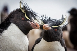 Экспедиционный круиз в Антарктику «Фолклендские острова и Южная Георгия» на судне «Си Спирит» рис.2