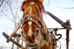  Конно-санный тур в Башкирии «Конно-санное приключение»  рис.4