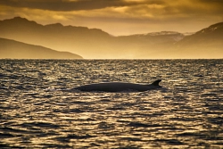 Экскурсионно-активный тур на Кольском полуострове на майские праздники «В поисках китов» рис.2