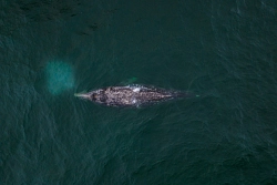 Экспедиционный круиз по Камчатке, Командорским островам и Чукотке «Сокровища Дальнего Востока» на судне «Профессор Хромов» рис.3