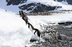 Экспедиционный круиз в Антарктику «Антарктический полуостров, Фолклендские острова, Южная Георгия» на мега-яхте класса «люкс» Le Lyrial рис.3