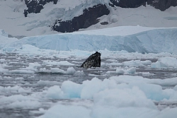 Экспедиционный круиз в Антарктику «Антарктический полуостров, Фолклендские острова, Южная Георгия» на мега-яхте класса «люкс» Le Lyrial рис.4