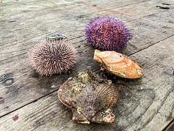 Экскурсионно-активный тур на Кольском полуострове «В поисках китов» рис.5