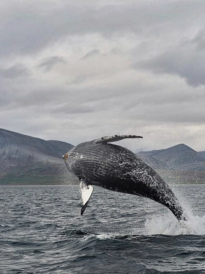 Expedition «Tour to the edge of the Earth: Cape Dezhnev and the whales of the Bering Sea»