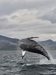 Expedition to Chukotka «Tour to the edge of the Earth: Cape Dezhnev and the whales of the Bering Sea» рис.1