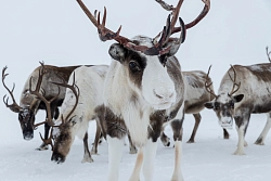 Большая зимняя экспедиция на Чукотку рис.4