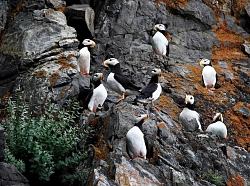 Экспедиционный тур на Шантарские острова «Экспедиция к китам. Залив Николая и бухта Врангеля» рис.2