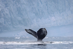 Экспедиционный круиз «Антарктический полуостров, Южная Георгия и острова Южной Атлантики» на мега-яхте SH Diana (Ушуайя – Кейптаун) рис.3
