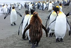 Экспедиционный круиз к Антарктическому полуострову «Вся Антарктика в одном путешествии» на судне «Си Спирит» (21 день) рис.3