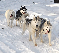 Экскурсионный тур на Алтае «Новогодняя сказка» рис.4