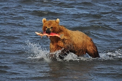 Активно-экскурсионный тур на Камчатку «Медведи и вулканы (Курильское озеро)» рис.2