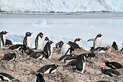Экспедиционный круиз в Антарктику «Антарктический полуостров + море Уэдделла» на роскошном судне Scenic Eclipse рис.5