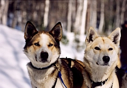 Комбинированный экскурсионный тур «Рождественская феерия на Байкале» рис.3