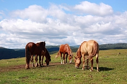 Конный тур на Южном Урале «Шагом, рысцой, галопом» рис.5