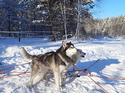 Excursion tour «Winter Fairy Tale of lake Baikal»