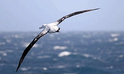 Экспедиционный круиз в Антарктику «Море Уэдделла. В поисках императорских пингвинов» на борту судна ледового класса Ortelius рис.5