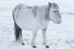 Тур-экспедиция в Якутии «Экспедиция на Полюс Холода + Ленские столбы» рис.3