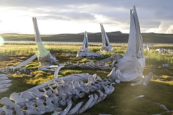 Экспедиционный круиз на Чукотке на остров Врангеля «Арктическая Одиссея»  на судне «Академик Шокальский» рис.4