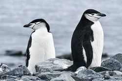 Экспедиционный круиз к Антарктическому полуострову на роскошном судне Scenic Eclipse рис.3