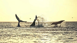 Экспедиционный тур на Шантарские острова «Экспедиция к китам. Залив Николая и бухта Врангеля» рис.4