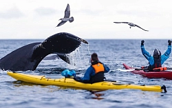 Экспедиционный круиз к Антарктическому полуострову «Активные приключения в Антарктике» на судне ледового класса Ortelius рис.5