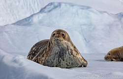 Парусная экспедиция к Антарктическому полуострову на судне Amazone (с перелетом через пролив Дрейка) рис.4