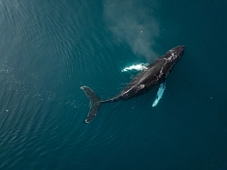 Парусная экспедиция в Восточную Гренландию на судне Eldorado с перелетом через Датский пролив (9 дней) рис.3