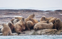 Экспедиционный круиз на Шпицберген «Исследуем Шпицберген» рис.4