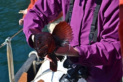 Комбинированный тур на Камчатку «По следам медведей на джипах» рис.5