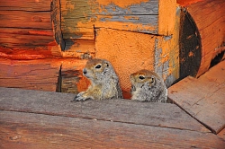 Активно-экскурсионный тур на Камчатку «Заповедная Камчатка» рис.5