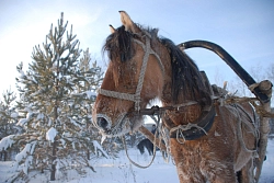  Конно-санный тур в Башкирии «Конно-санное приключение»  рис.5