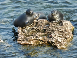 Круиз на Байкале «Мини-Золотое кольцо» рис.5