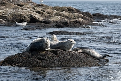 Экскурсионно-активный тур на Сахалин и Курильские острова «3 в 1: Сахалин, Кунашир, Шикотан» рис.4