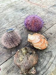 Экскурсионно-активный тур на Кольском полуострове на майские праздники «В поисках китов» рис.5