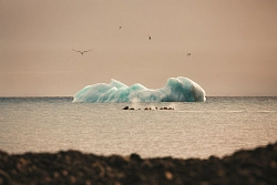 Экспедиционный круиз по Арктике на судне «Профессор Молчанов» «Земля Франца-Иосифа» рис.3