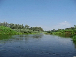 Река Судогда в июне
