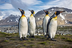 Экспедиционный круиз «Острова Южной Атлантики, Южная Георгия, Антарктический полуостров» на мега-яхте SH Diana (Кейптаун – Ушуайя) рис.4